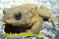 /home//u458753944/public_html/sourcegallery////////Roxborough Toad Detour/2013-2019/2013/2013-04-09/P1120056.JPG